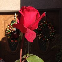 rhonda boyle (@rboylenv) 's Twitter Profile