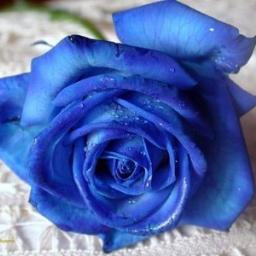 DAHLIA_VAMPIRIA's profile picture. 