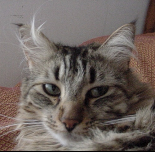 I'm a very well fed Maine coon kitty who loves food and endures cycling since the latter is what my human peeps like.