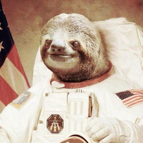 I'm a sloth.