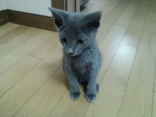 seiyura's profile picture. 