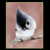 Lone Hedvig (@libestebirdie) Twitter profile photo Lone Hedvig (@libestebirdie) Twitter profile photo