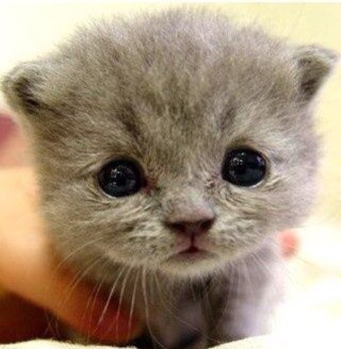 Sylvia_Y0Y's profile picture. 