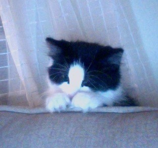 SpottedPeony's profile picture. Just a bitty!