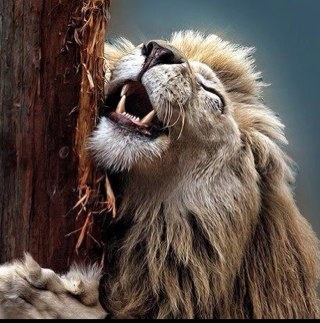 yadyamahla_yad's profile picture. 