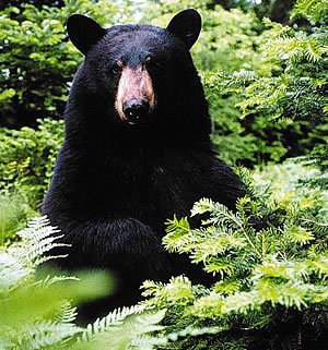 CarrieBelden's profile picture. 