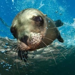For those who share the same respect and admiration for the biggest inspiration in life: the Sea. Or Bob Dylan.