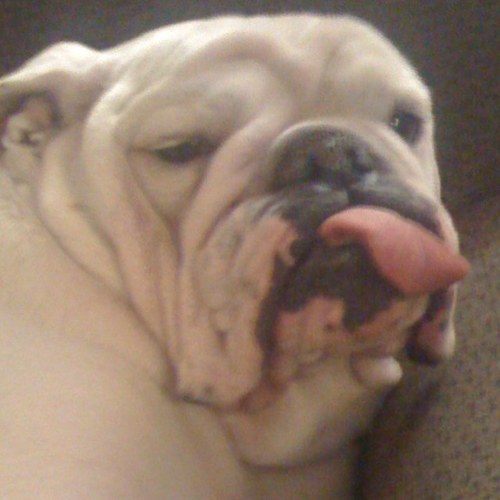 New Yorker, Hoya, Sports fan, Politcal junky & Obsessed with bulldogs.