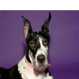 N.CA and wicked sense of humor. Dog groomer & Major Fan of The Walking Dead!!