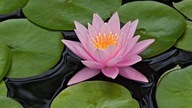 Be who you are and say what you feel because those who mind don't matter and those who matter don't mind.” ~Dr. Seuss