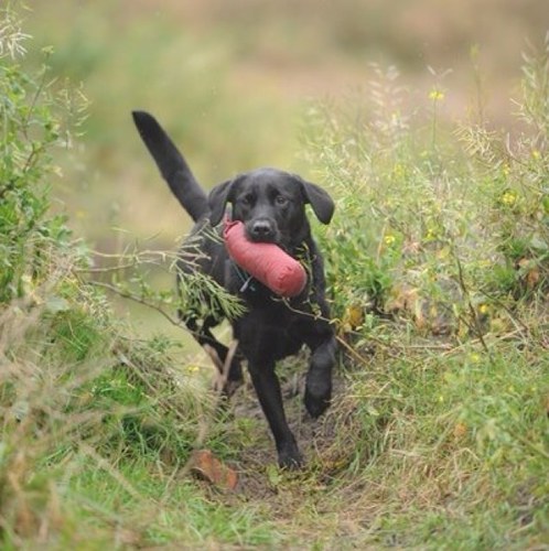 Fanatieke Voorjager Frits met Fieldtrail labrador Saar! gek van alles wat met  wedstrijden en jacht te maken heeft.  (:-))