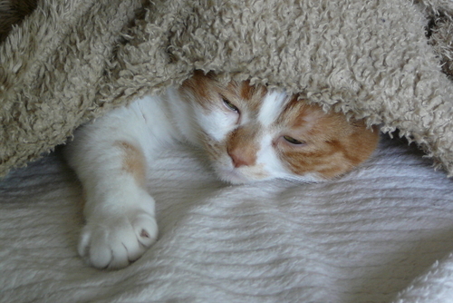 Feline Who Adores Basil @MrBasilCat