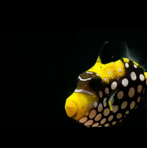 superwayaqua's profile picture. In 2013, we are celebrating our 40th year in fish expertise. From fish tank to coral reefs and everything in-between.