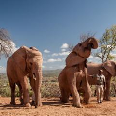 Oudtshoorn Elephants
