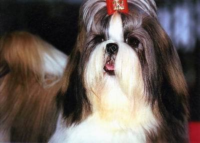 Gallumar especialistas en la cria de cachorros de Chihuahua, Bulldog Ingles, Shih Tzu, Caniche Toy, Bichon Maltés, Pomerania y YorkShire Terrier.