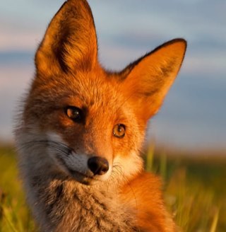 I want to change the world. I want see more compassion on the planet. I'm an animal rights activist. Every life is worth saving. I'm also looking for the truth.