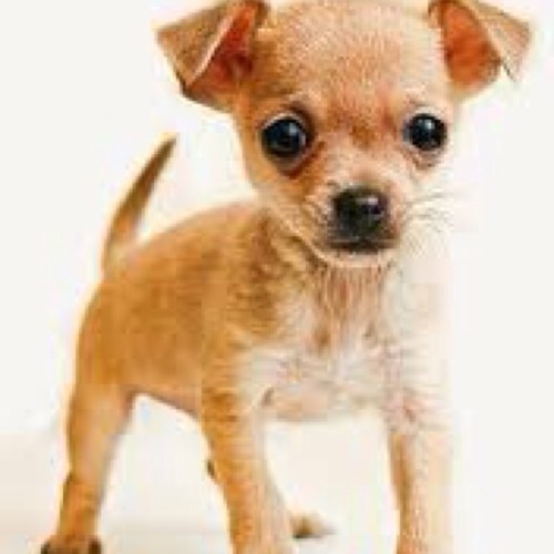Do you wish your dog could talk.. Wait till you hear what I'd say. Funny tweets from none other than Me, The Talking Chihuahua.  TheTalkingChihuahua@charter.net