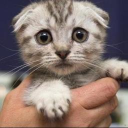 SashaRRR1's profile picture. 