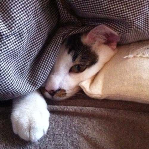 書は心の鏡

いいにおい
ねこ
丘
ベランダが好き。

せかいいちのむすめやかぞくのこと
あきれずに付き合ってくれる
たいせつなともだち
ときどきすきなこと