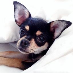 @DMSoundengineer 's dog by day...
Mummy's girl by night @GillianMartell