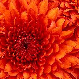 عزيزة مصطفى