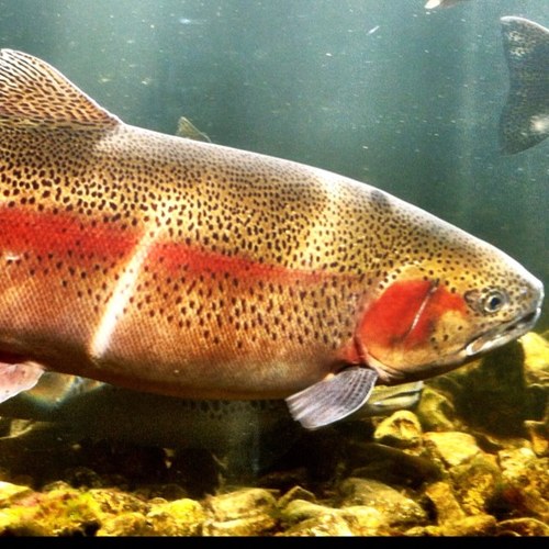 Arkansas native that was born to fish. It is my true passion. Soon to blog and tell my life story with hints and techniques on the Arkansas outdoor lifestyle.