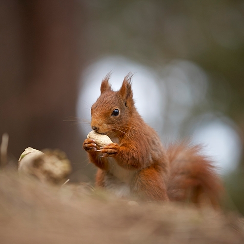 Tickled pink to Twitter about our new B & B - expect regular photos, recipes, red squirrel sightings and updates on how Ruby the bunny is settling in