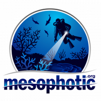 Mesophotic.org (@mesophotic) 's Twitter Profile Photo Mesophotic.org (@mesophotic) 's Twitter Profile Photo