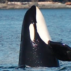 4MarineLife's profile picture. Campaigning to end the decimation of all Marine species, promote conservation efforts, and help others see the beauty of all Marine Life as nature intended.