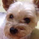 ponta_hara (@050601) Twitter