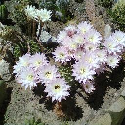 Coleccionista y reproductora de Cactus. También monto jardines a Domicilio. Contacto: 76187010