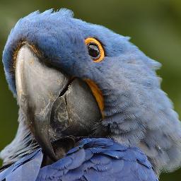 parrotcageapps's profile picture. #SocialMedia applications built for #enterprise that are responsive and scalable, providing tailored metrics and audience reach analysis.