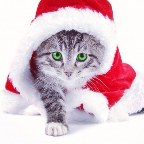 16Hanikesh's profile picture. I love reading books :) fan of twilight and hunger games :D