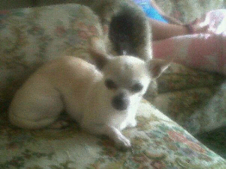 Soy una perra raza chihuahua Y tengo los mejores dueños del mundo! Sigueme y te sigo