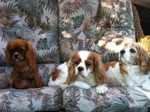 Lakante's profile picture. 