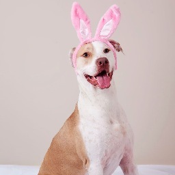 AcPup Profile Picture