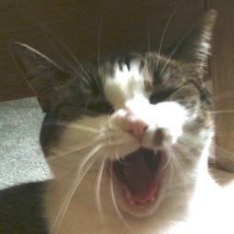 meowwwz