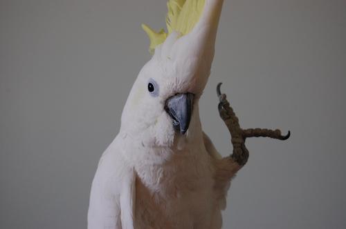 BirdLoversOnly Profile Picture