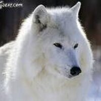 ملك العقار (@romnsss15) 's Twitter Profile