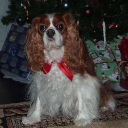 Married; Retired IBMer; again owned by a Cavalier King Charles Spaniel;