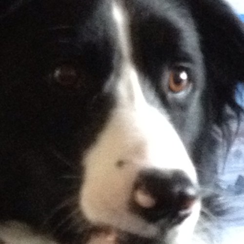 I'm a collie pup, full of fun and mischief, I'm already a hit on Facebook and thought I'd give twitter a go x