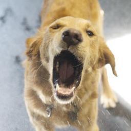 CBBrookfield's profile picture. Awesome dog day care, spa, boutique, and training facility in Brookfield, WI.  We are conveniently location between Burleigh and Capital on 124th Street!