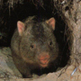 wombatdno Profile Picture