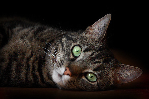 DE ORIGINELE KATTENFEITEN VIND JE HIER, ( NIET VOLGEN ALS JE GEEN HUMOR HEBT =)