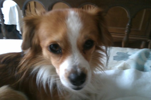 bangotes's profile picture. Me apasiona MotoGP y me gustan los perros.