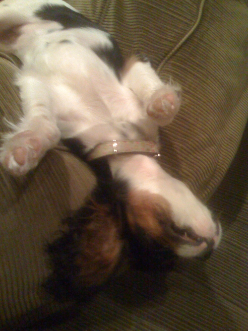 I'm just a dog, livin' my life.