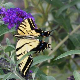 Follower of Jesus the Messiah;married to the handsome-est fella alive;mom, grandmom,great-grandmom;writer; author FIREPROOF PROVERBS, A Writer's Study of Words
