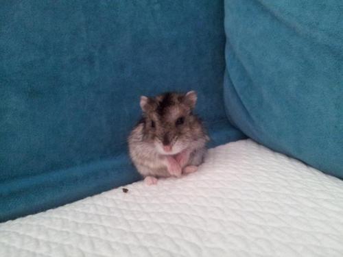 VljudniHenrik's profile picture. I am Henrik, hamster.