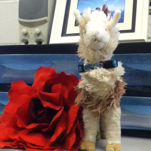 #LlamaLife #LlamaSwag