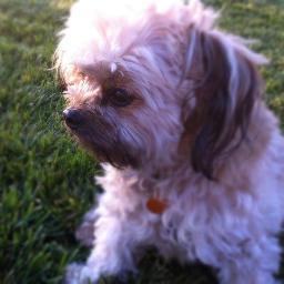 Shih tzu Bichon mix, love my toys, long walks, treats and my mommy. Have lived in Oakland, SF and Philadelphia. Love following my mommy around! I am 6 yrs old